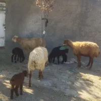 3تا میش و بره
