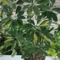 کافیه بپسندی و انتخاب کنی و درب منزلت تحویل بگیری|گل و گیاه طبیعی|شاهینشهر, دهخدا|دیوار