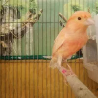 قناری ردفاکتور