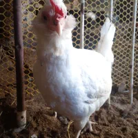 جوجه نژاد گلین|حیوانات مزرعه|نکا, |دیوار