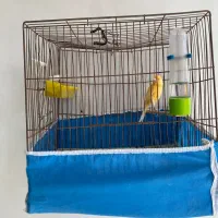 قناری|پرنده|بافت, |دیوار