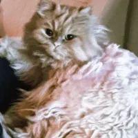 واگذاری گربه|گربه|مشهد, جاهد شهر|دیوار