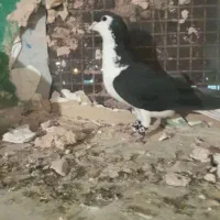 نر قلدر پاک