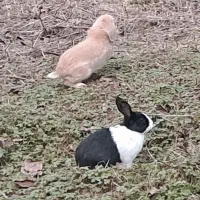 فروش خرگوش|موش و خرگوش|ضیابر, |دیوار