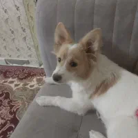 واگذاری سگ ماده 10ماهه