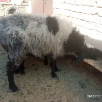 بره ماده چاق ، جوان ، یکساله