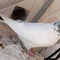 کبوتر ماده کله برنجی