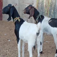 فروش 2راس شاه بز پاکستانی|حیوانات مزرعه|بردسکن, |دیوار