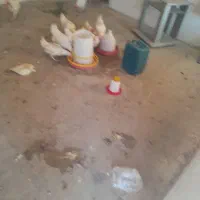 فروش‌مرغ‌تخمگذار
