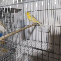 قناری سوپری ماده کاکلی