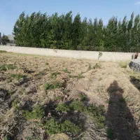 فروش سالن مرغداری مجهز و اتومات تربت جام|فروش دفتر صنعتی، کشاورزی، تجاری|مشهد, انبارنفت|دیوار