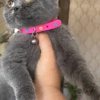 همدم مهربون و ملوس (اسکاتیش)|گربه|قائمشهر, |دیوار