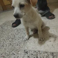 سگ توله