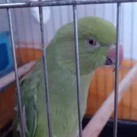 طوطی ملنگو ماده|پرنده|ابهر, |دیوار