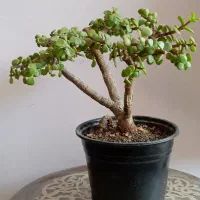 بنسای پرتلاکاریا|گل و گیاه طبیعی|کرمان, |دیوار