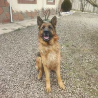 سگ ژرمن نر|سگ|قزوین, |دیوار