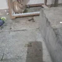 سه عددخرگوش|موش و خرگوش|اهواز, کوی رمضان|دیوار