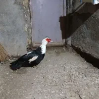 اردک اسرائیلی