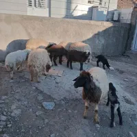 میش‌و بره لری