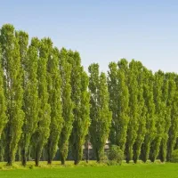 عرضه نهال سپیدار|خدمات باغبانی و درختکاری|طارم, |دیوار