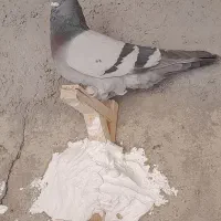 سبزو سوسنی کاکل پاپر