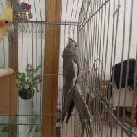 جوجه عروس ..وعروس نر بالغ رام