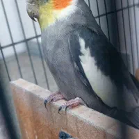 عروس هلندی