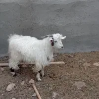 ۱عدد بزغاله  سفت چاق بضمانت  گوشت|حیوانات مزرعه|کاخک, |دیوار