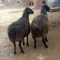 دو عدد میش|حیوانات مزرعه|خنداب, |دیوار