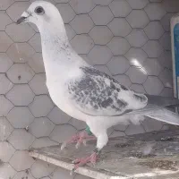 کفتر پرشی|پرنده|بیرجند, |دیوار