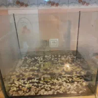 آکواریوم|ماهی|تهران, جمال‌زاده|دیوار