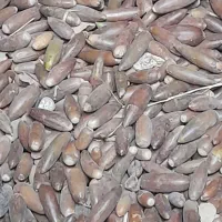 بلوط برای دام