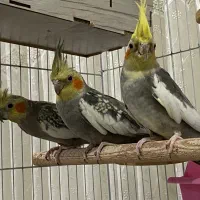 یک جفت عروس هلندی مولد-همراه با جوجه‌-لوازم تکمیل