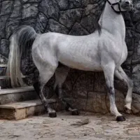 سیلمی بن ساروخ