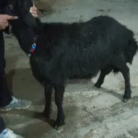 بره قوچ|حیوانات مزرعه|سجاس رود, |دیوار