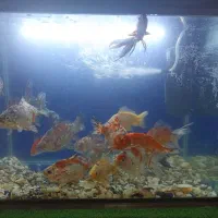 ماهی گلدفیش کالیکو