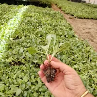 نشا کلم پیچ گلوب مستر قیمت مناسب