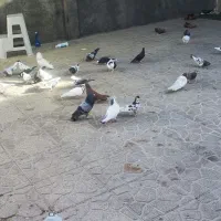 کبوتر رنگی ومعمولی