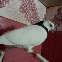 کبوتر طوق ماده