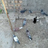 کفتر پرشی