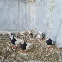 طوقی خوب|پرنده|جم, |دیوار