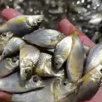 خرید فروش ماهی کپور،آمور،قزل