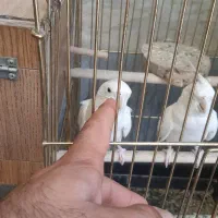 عروس هلندی آلبینو سالمو سرحال