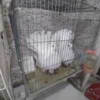 فروش قناری سرخ|پرنده|صدرا-فارس, فاز ۱|دیوار