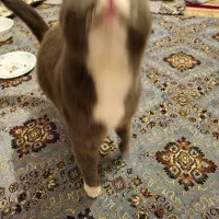 فروش گربه خانگی پرشین جنس نر به قیمت ۱۵ میلیون|گربه|میاندوآب, |دیوار