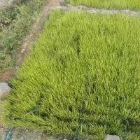 نشا پیاز آماده کشت