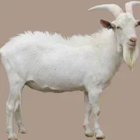 معاوضه بز سانن با میش