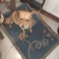 واگزار سگ اصلی|سگ|پرند, فاز ۵|دیوار