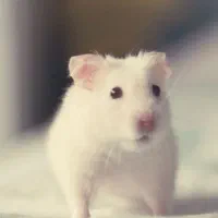 همستر بازیگوش