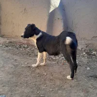 واگذاری سگ|سگ|خرقان, |دیوار